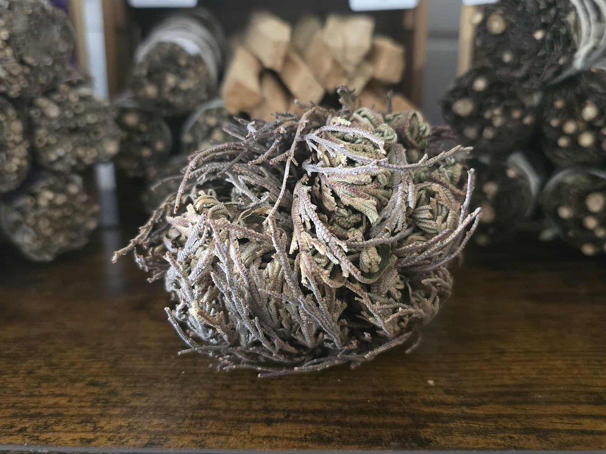 Rose de Jéricho sèche – plante de résurrection spirituelle pour purification et prospérité
